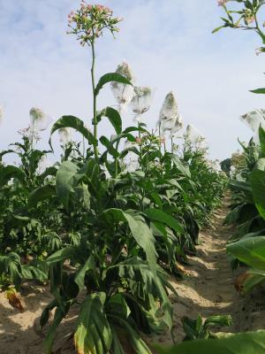 PLANT